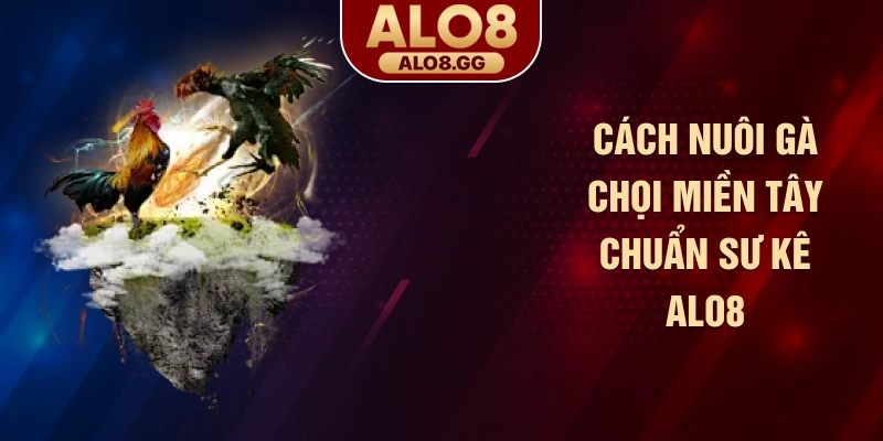 Cách nuôi gà chọi miền Tây chuẩn sư kê ALO8