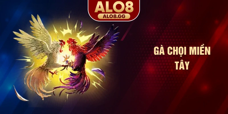 Gà chọi miền Tây